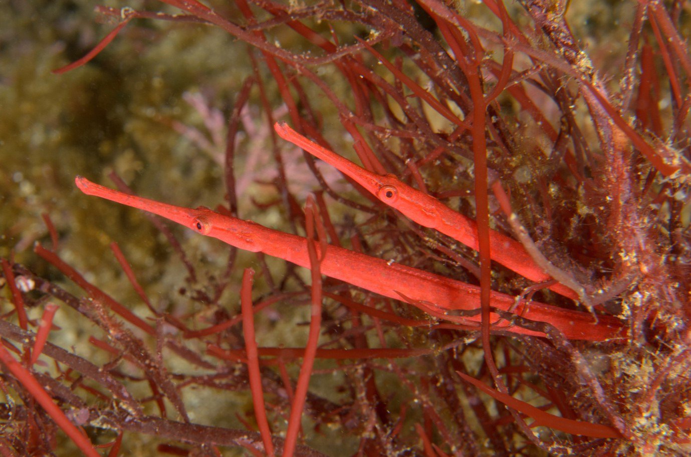 Fishes - The Australian Museum