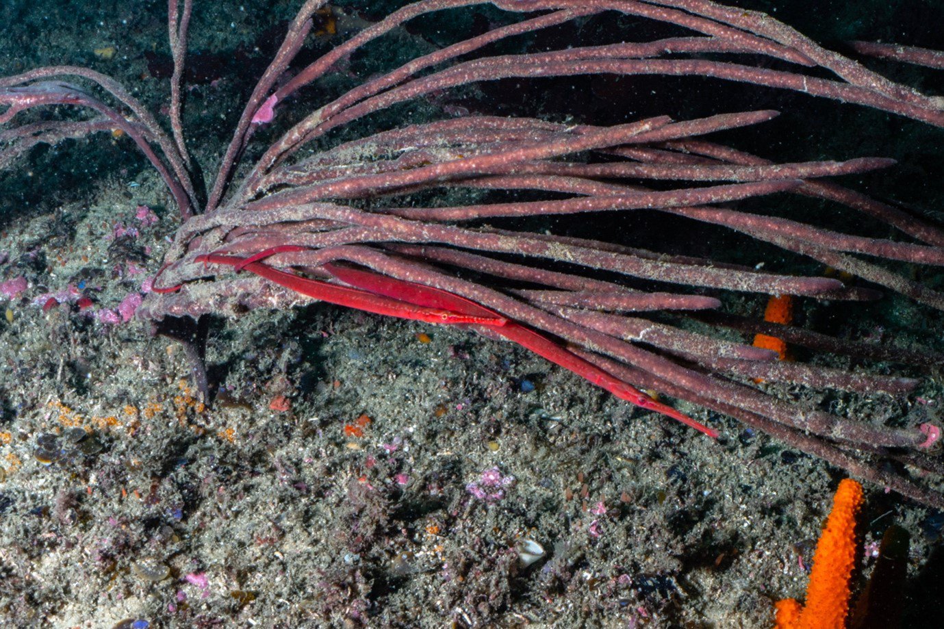 Stigmatopora harasti in situ, male-female pair in finger sponge, Minmi Trench, Botany Bay, NSW, Australia, 18 meters depth, 17 February 2019