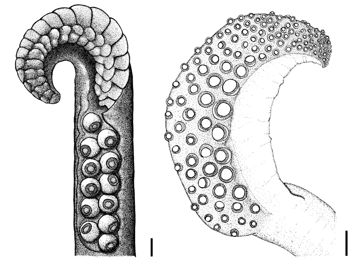 Sepioloidea pacifica: left) hectocotylus; right) tentacular club