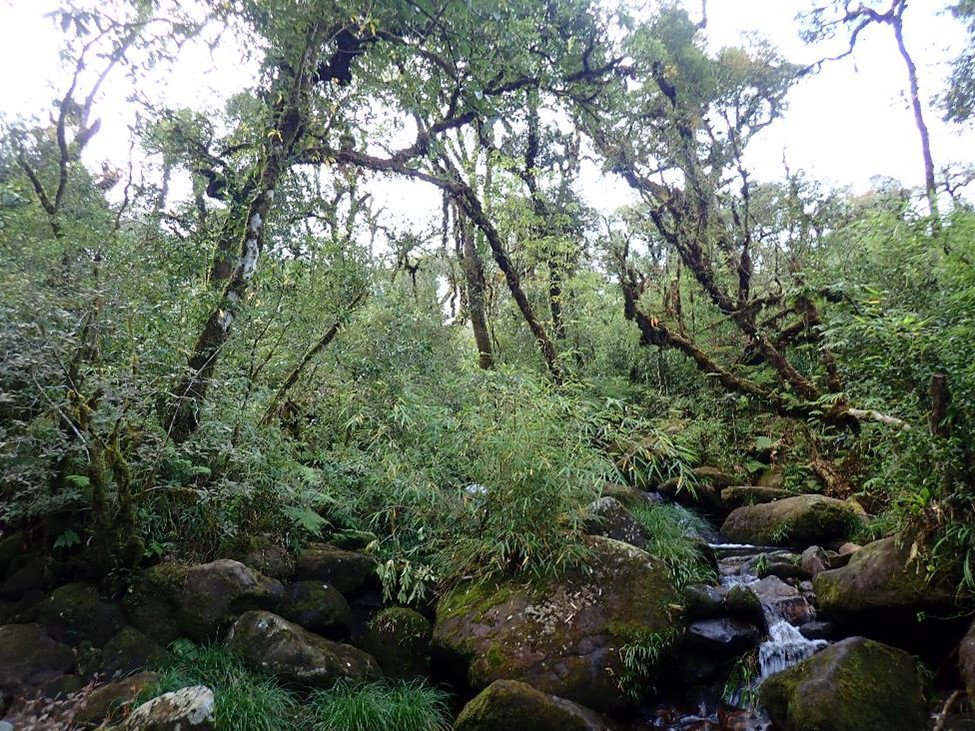 The habitat where the new species was found on Mount Pu Ta Leng.