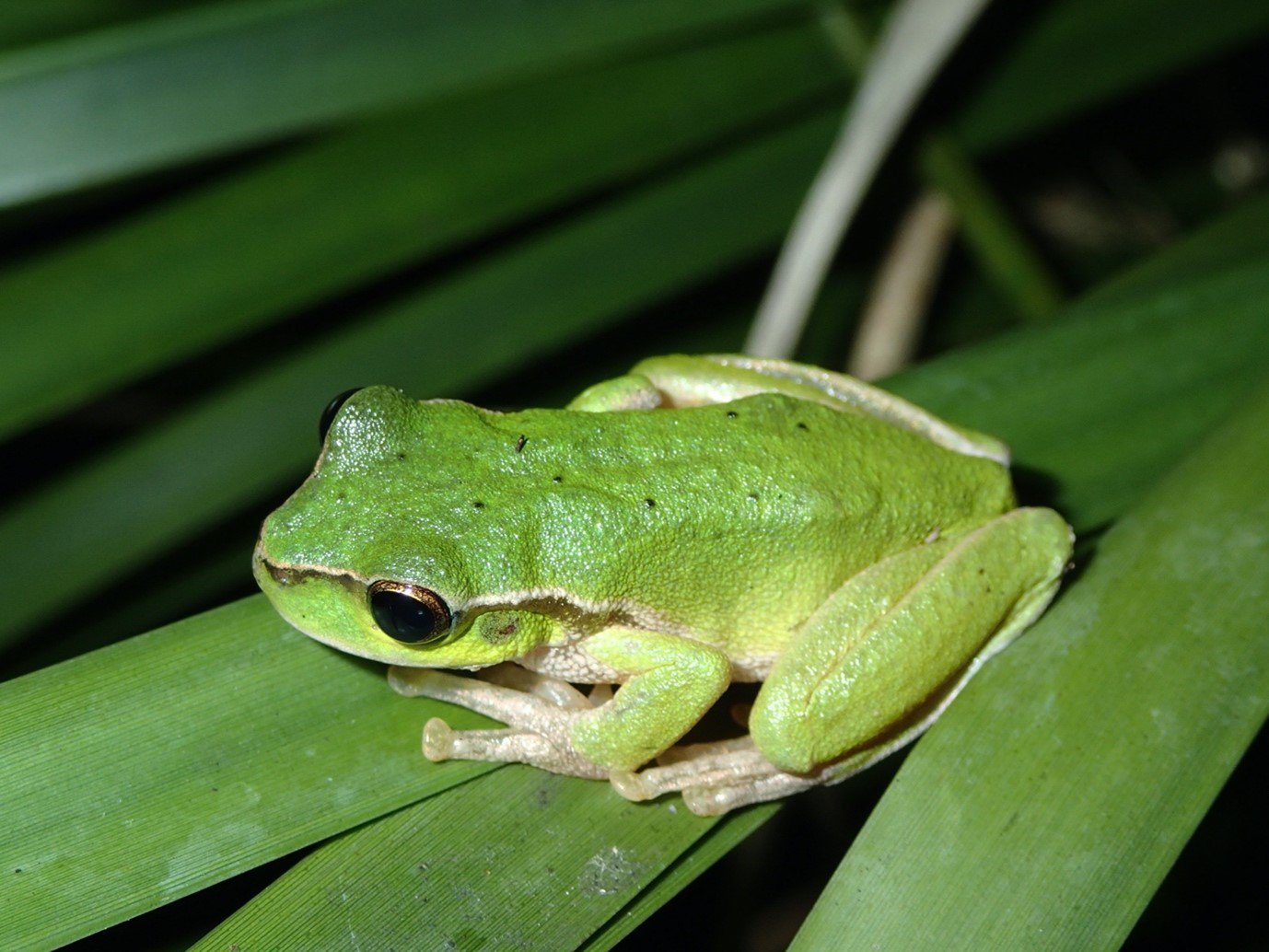 A northern member of the Green Stream Frog group, the Pearson’s Stream Frog