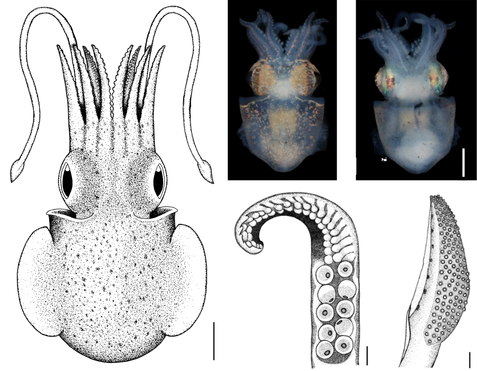 Sepioloidea jaelae: left) whole organism sketch; upper centre and upper right) whole organism shortly after capture [credit: Rob Stewart, NIWA, New Zealand]; lower centre) hectocotylus; lower right) tentacular club