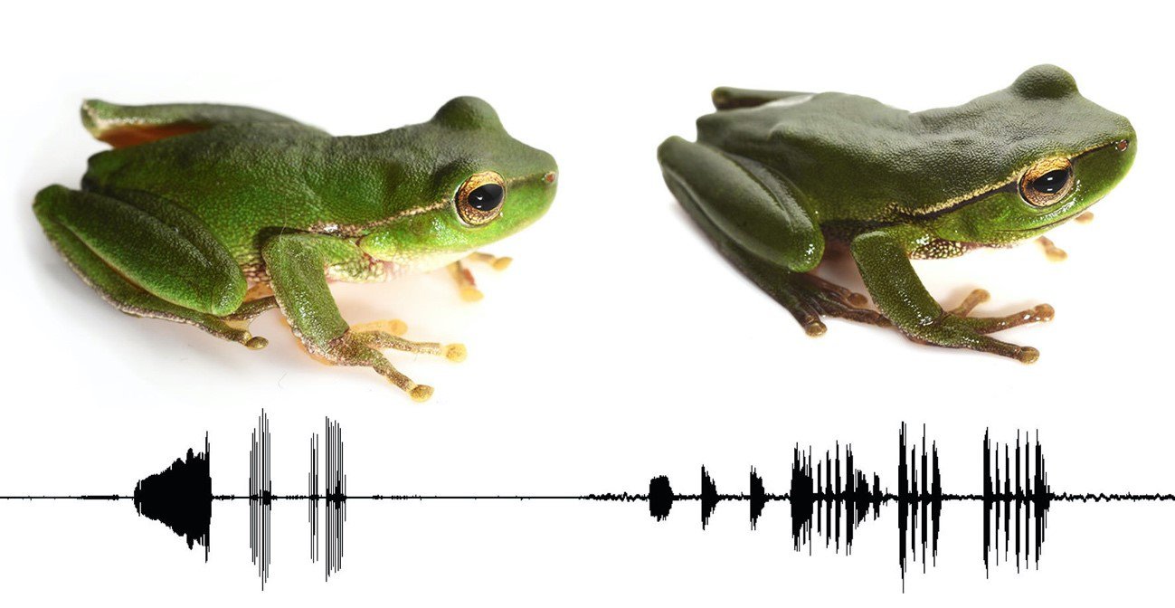 Frogs in the Stream Frog species group can be visually indistinguishable