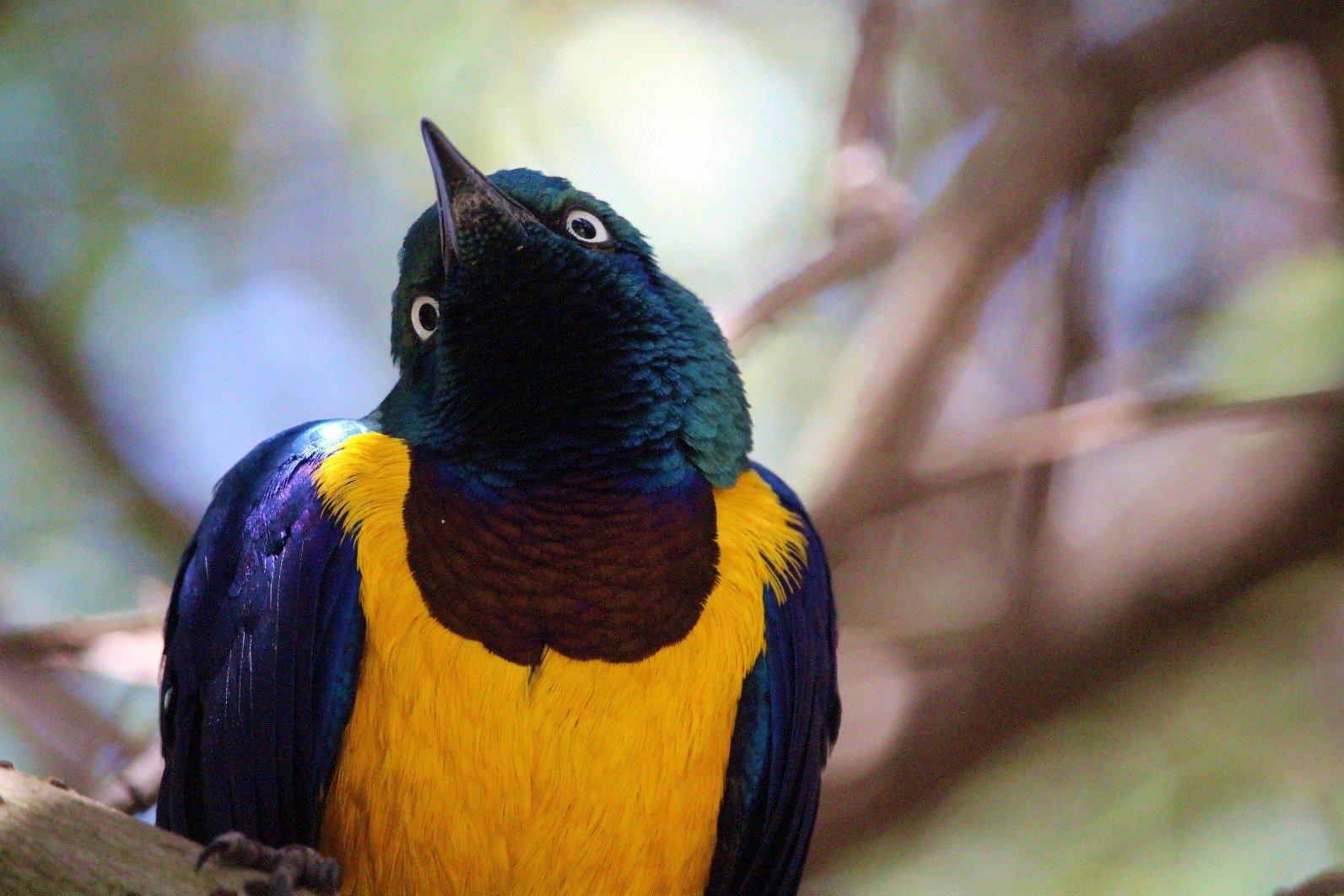 A low angle shot into a tree helps to give the impression of a quizzical expression of this golden-breasted starling in South Africa, as it watches me in the undergrowth.