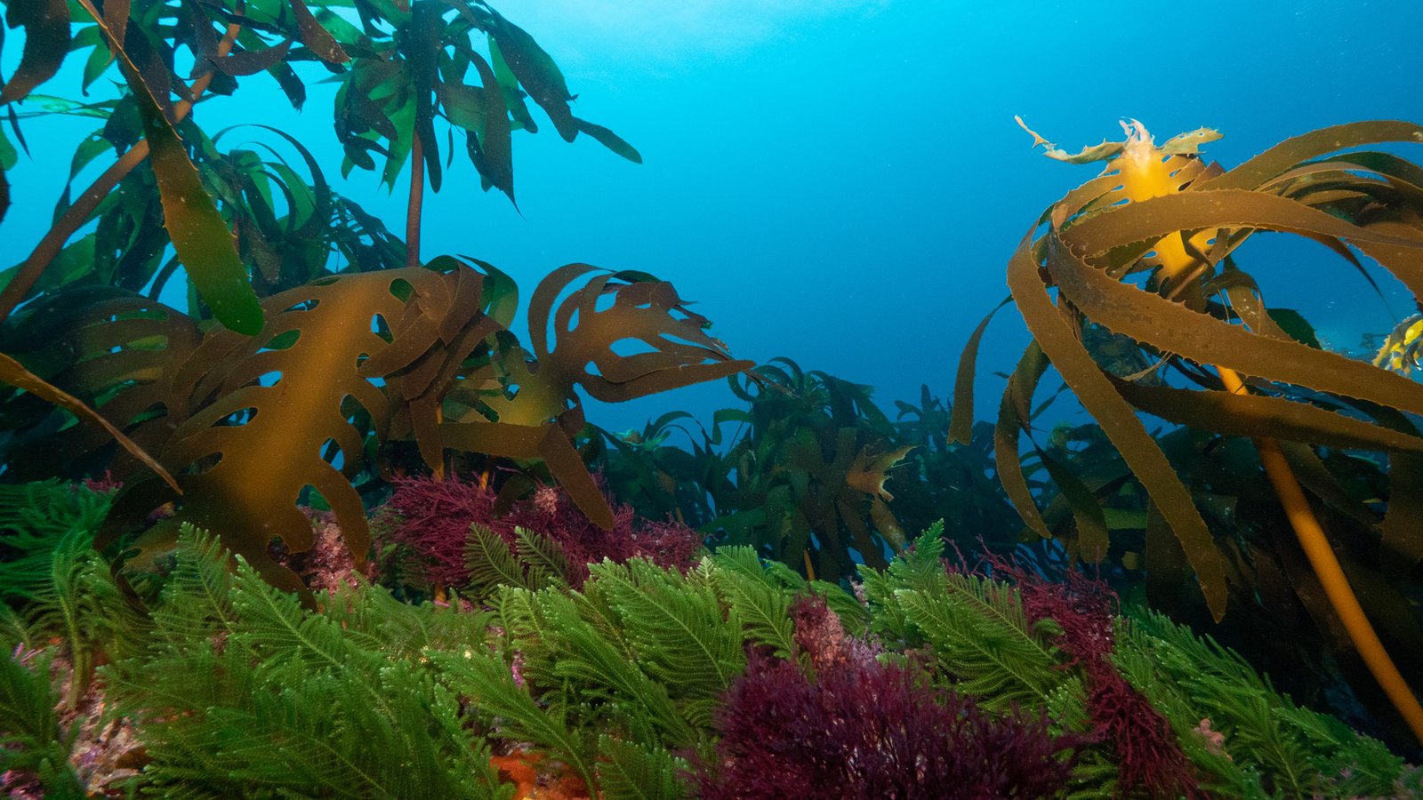 This figure shows the diversity of seaweed in the GSR