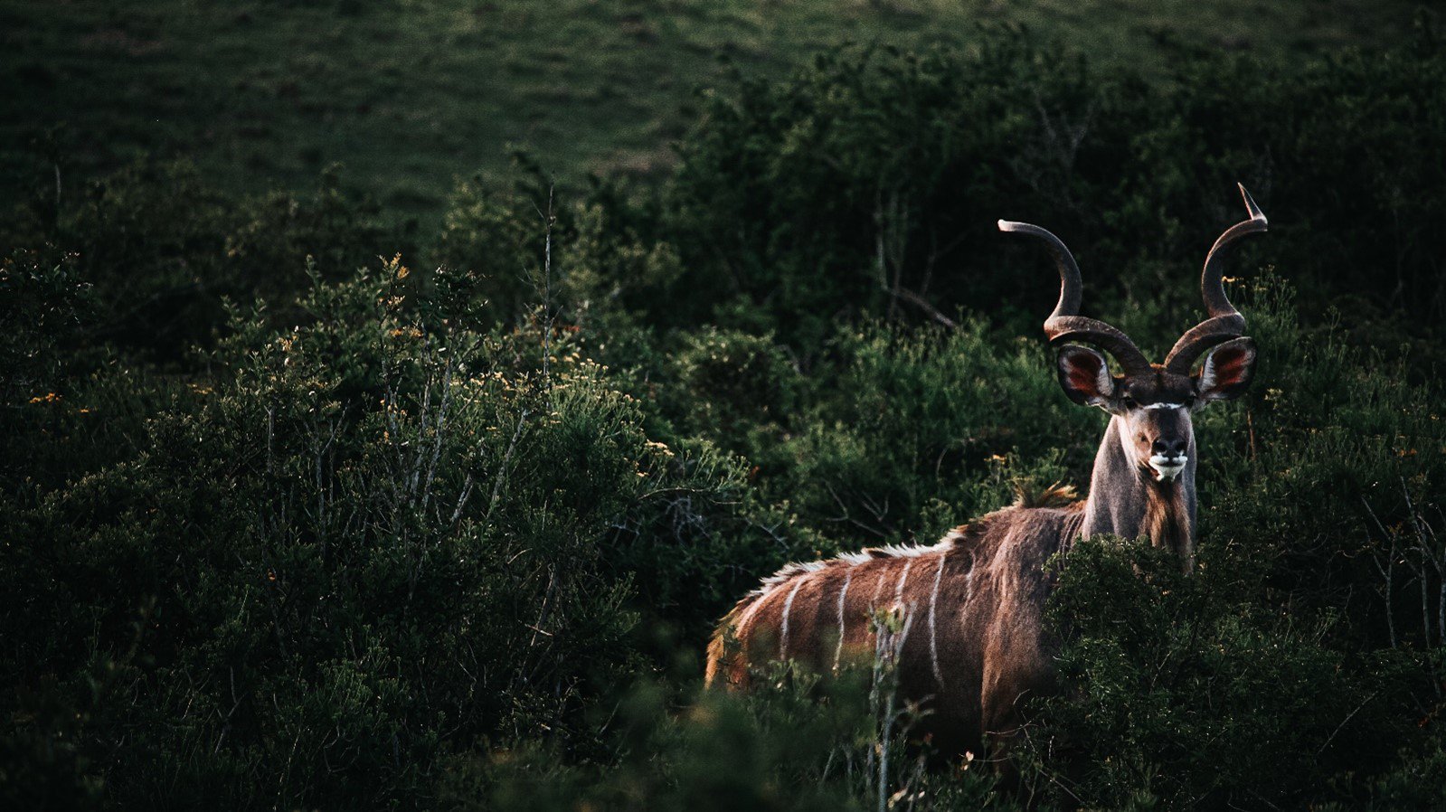 Naturally shy and flighty, this kudu bull appears solitary, hidden, and ready to flee into the dense scrub at any hint of danger