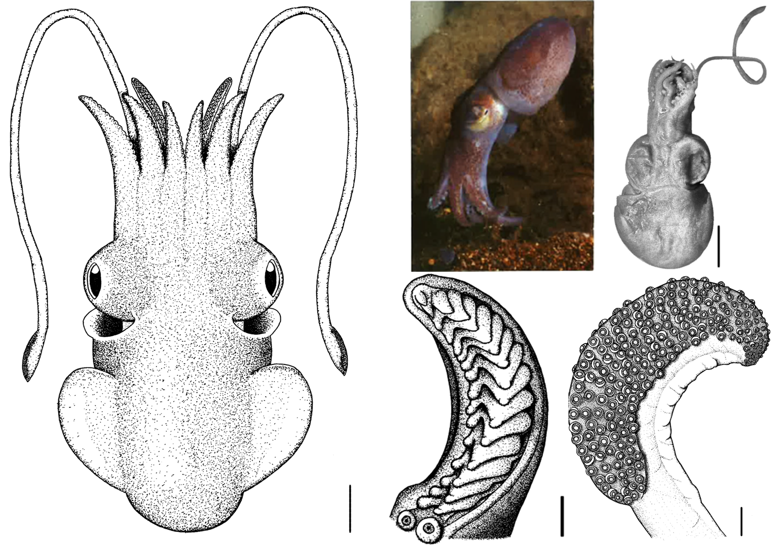 Sepioloidea virgilioi: left) whole organism sketch; upper centre) live organism [credit: Hurst (1969)]; upper right) preserved specimen; lower centre) hectocotylus; lower right) tentacular club