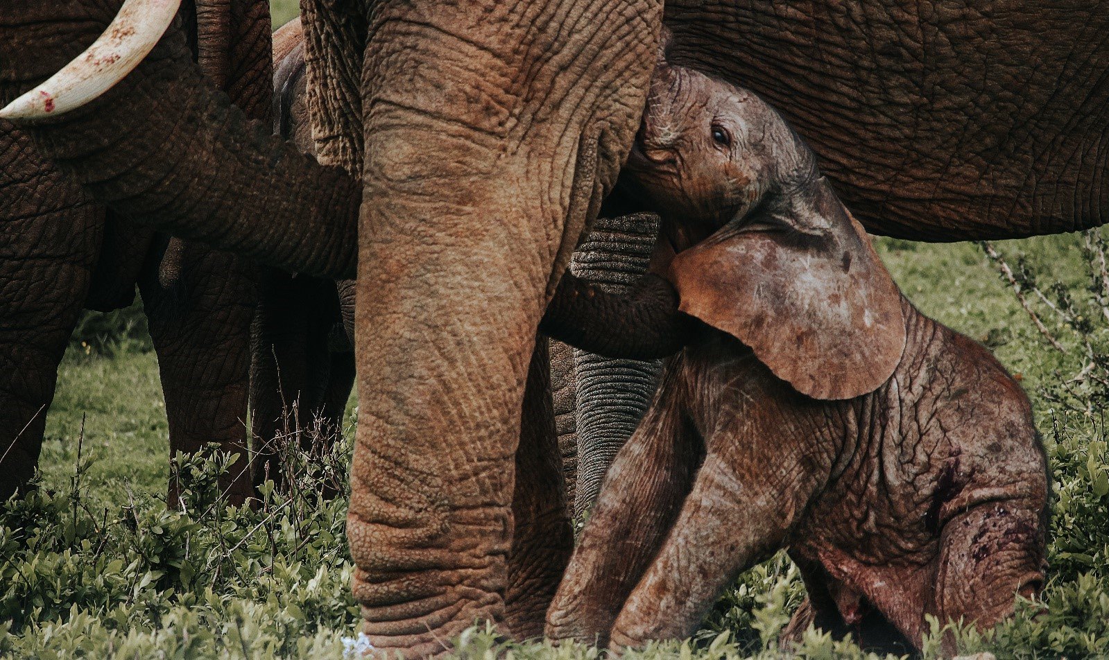 A 6-or-so-hour-old elephant calf appears to give the perfect side eye while taking another drink, as if showing some attitude which makes him all the more endearing.