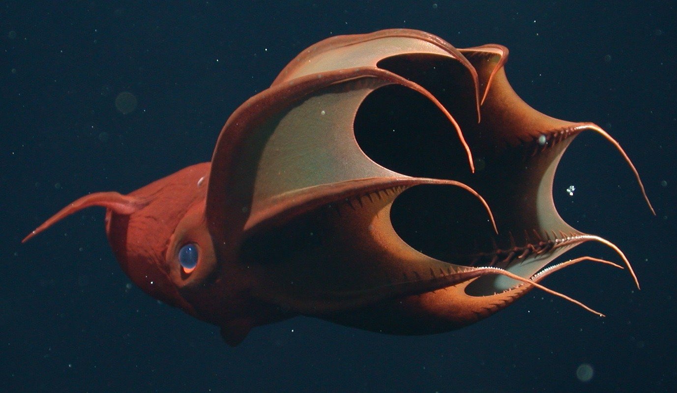 Live Vampire Squid photographed in Monterey Bay