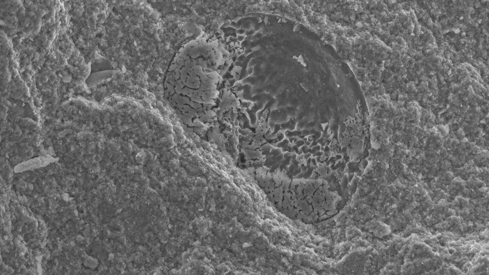Microfossil Pollen 1