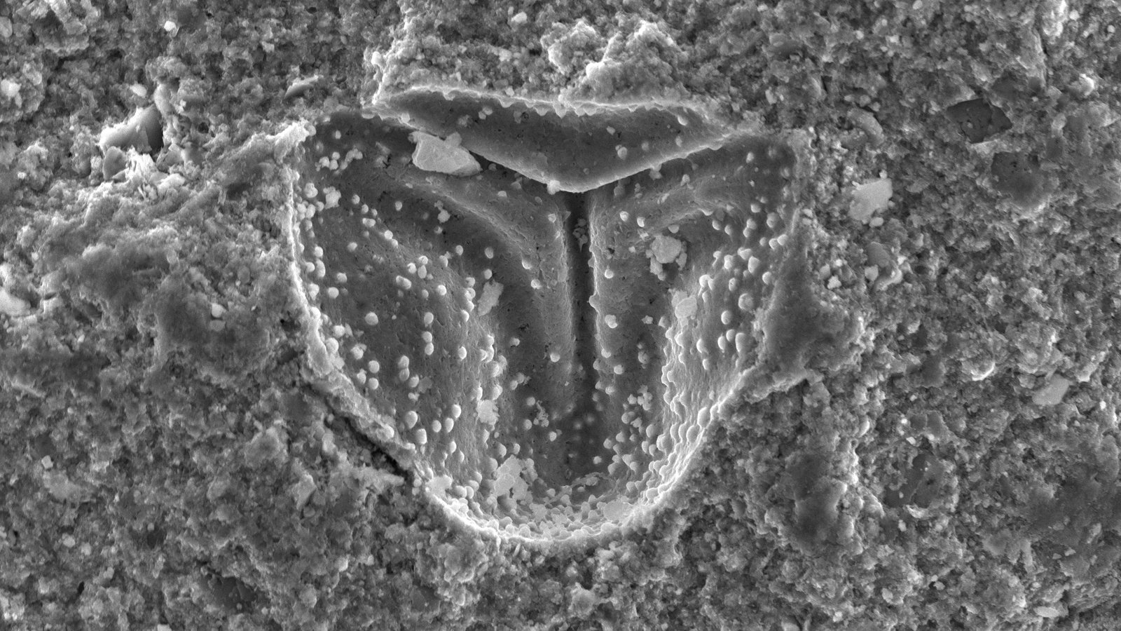 Microfossil Pollen