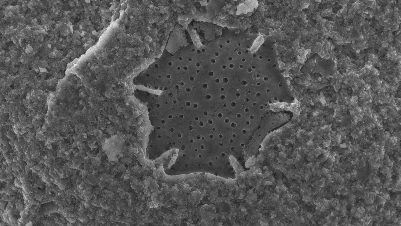Microfossil Pollen 2