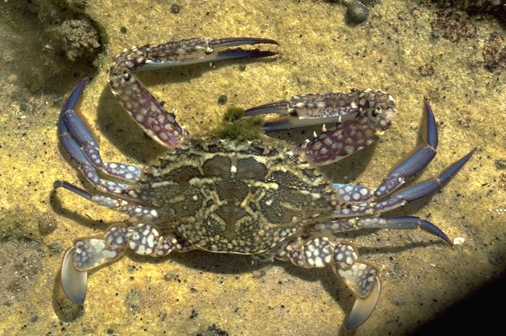 Blue Crab Scientific Name Of