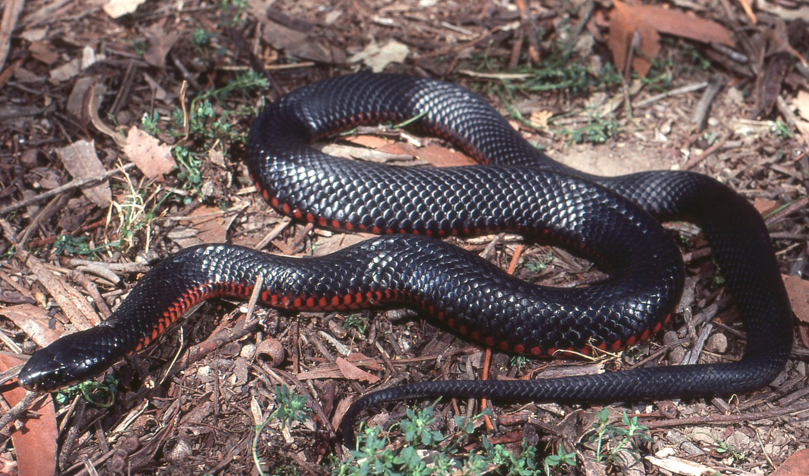 A full body image of a Red-bellied Black Snake on the ground. Image: D & V Blagden © Australian Museum