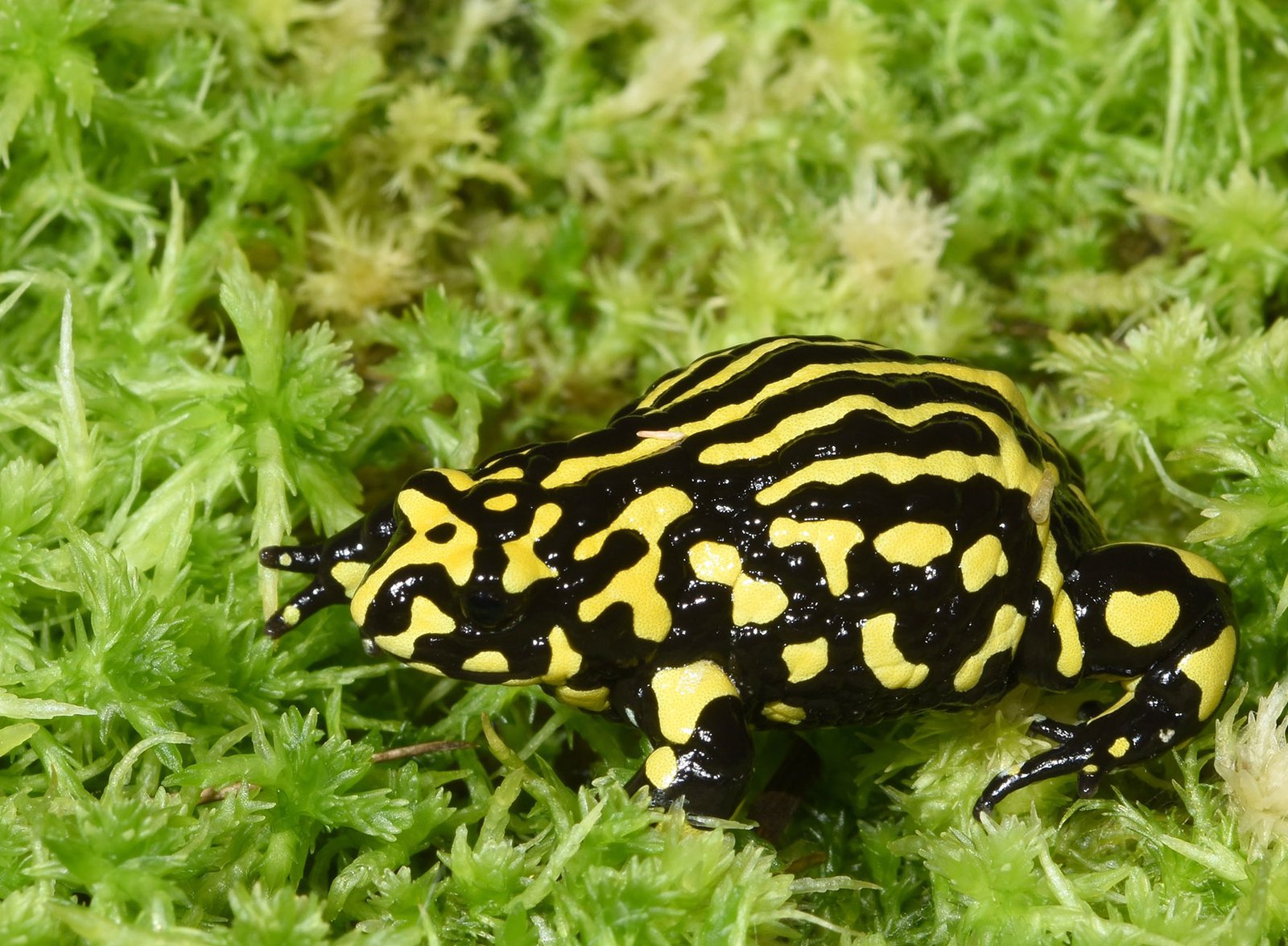 Southern Corroboree Frog