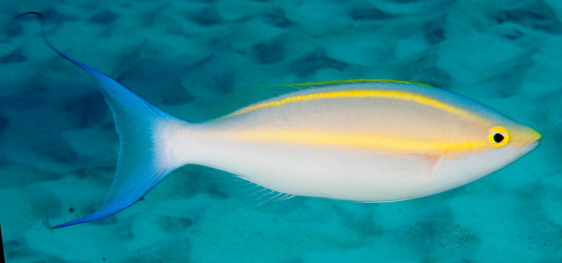Nemipteridae Threadfin Breams The Australian Museum