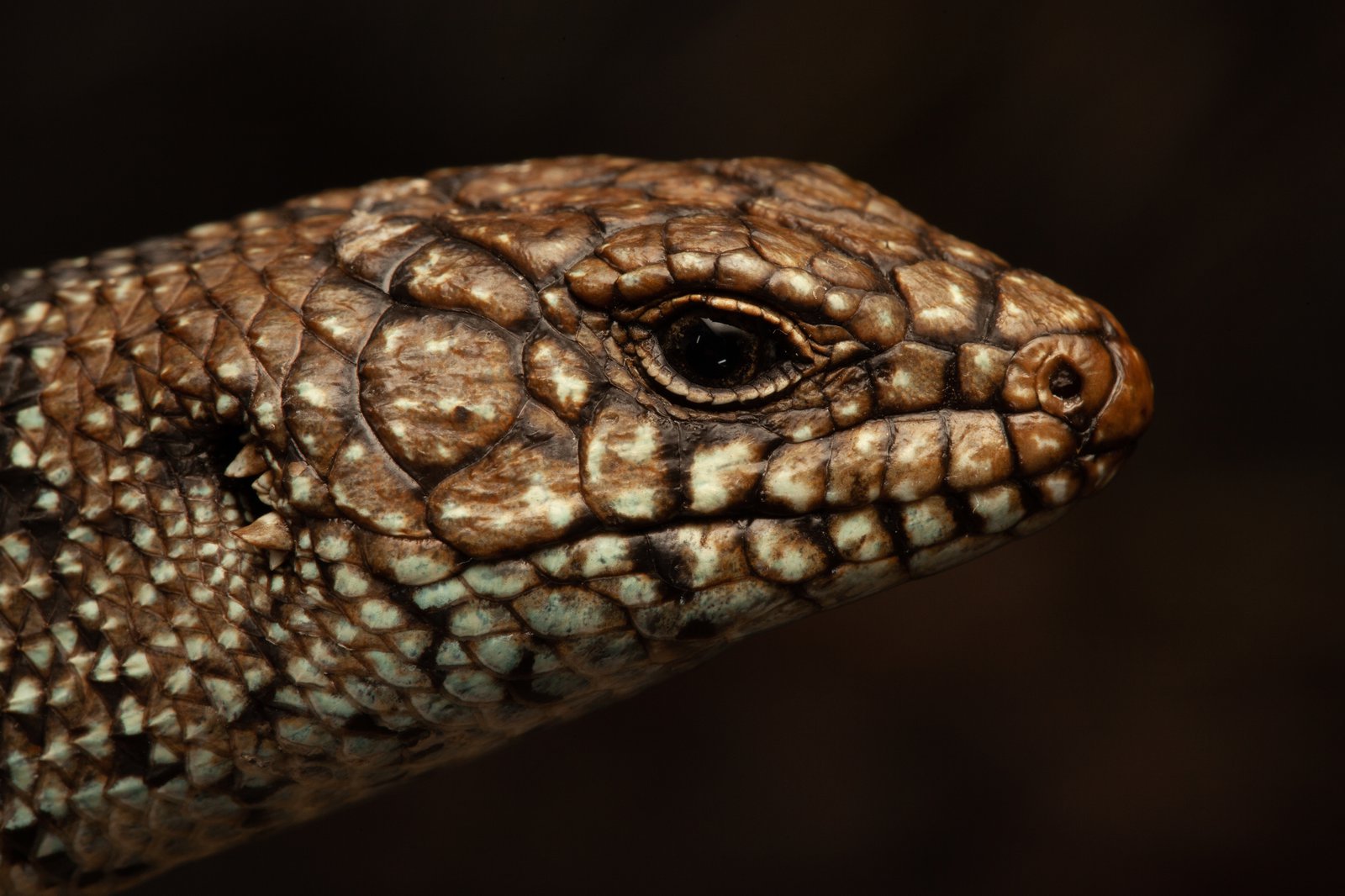 Australian Lizards Image Gallery The Australian Museum