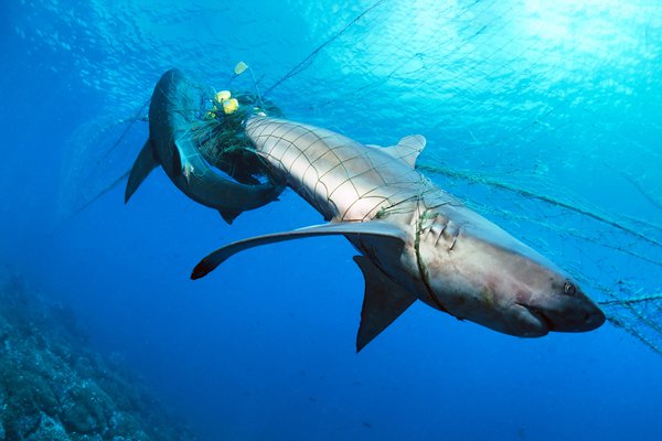 Why oceans need sharks - The Australian Museum