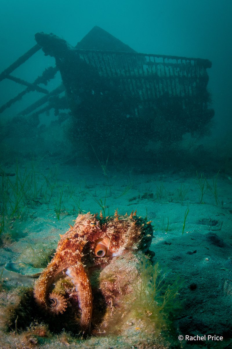 Octopus's playground by Rachel Price, Victoria