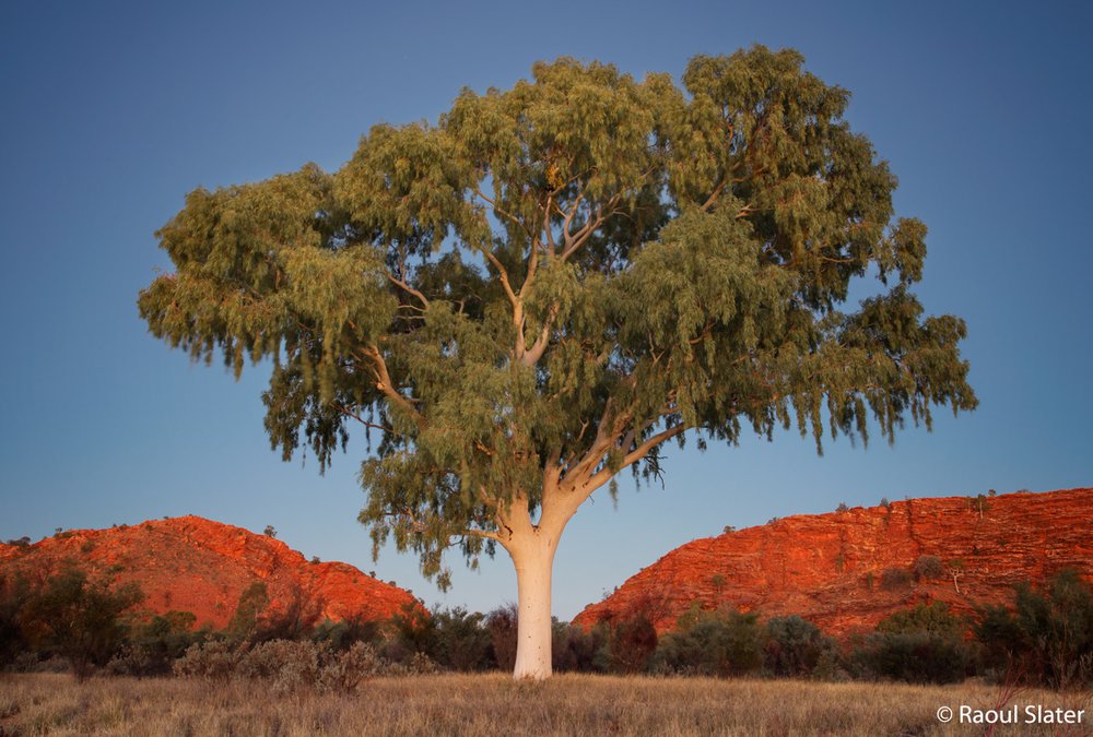 Ghost gum, Corymbia aparrerinja
