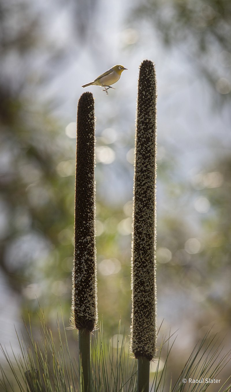Bird on a wire by Raoul Slater, Queensland