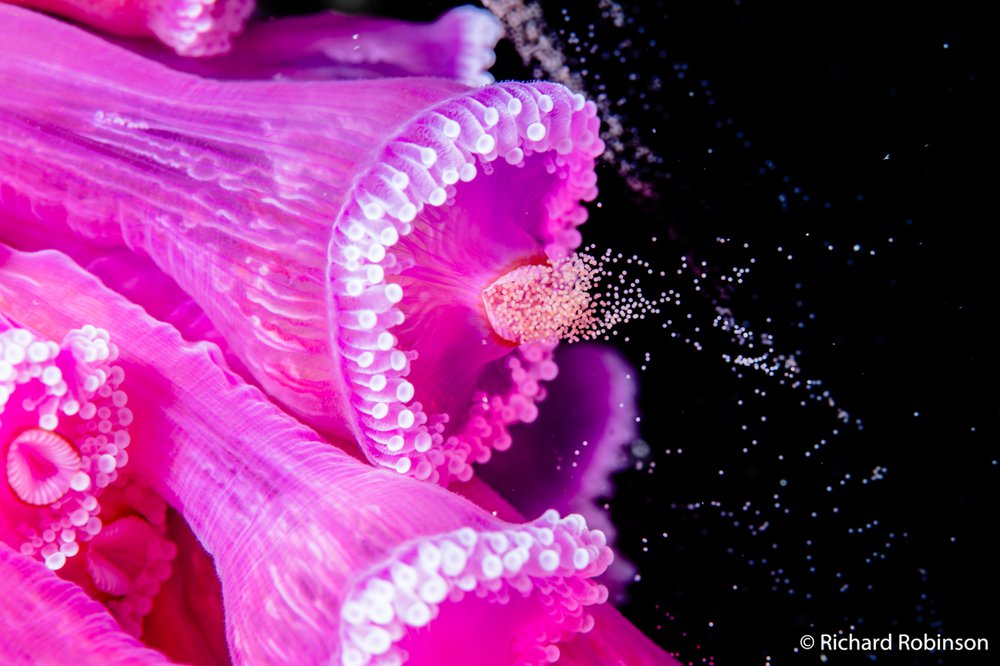 Jewel anemones, Corynactis australis