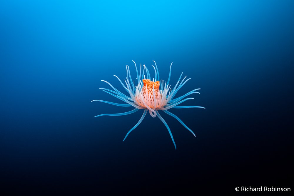 Leopard anemone, Antiparactis sp.