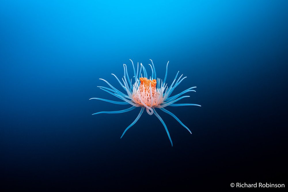 Leopard anemone, Antiparactis sp.
