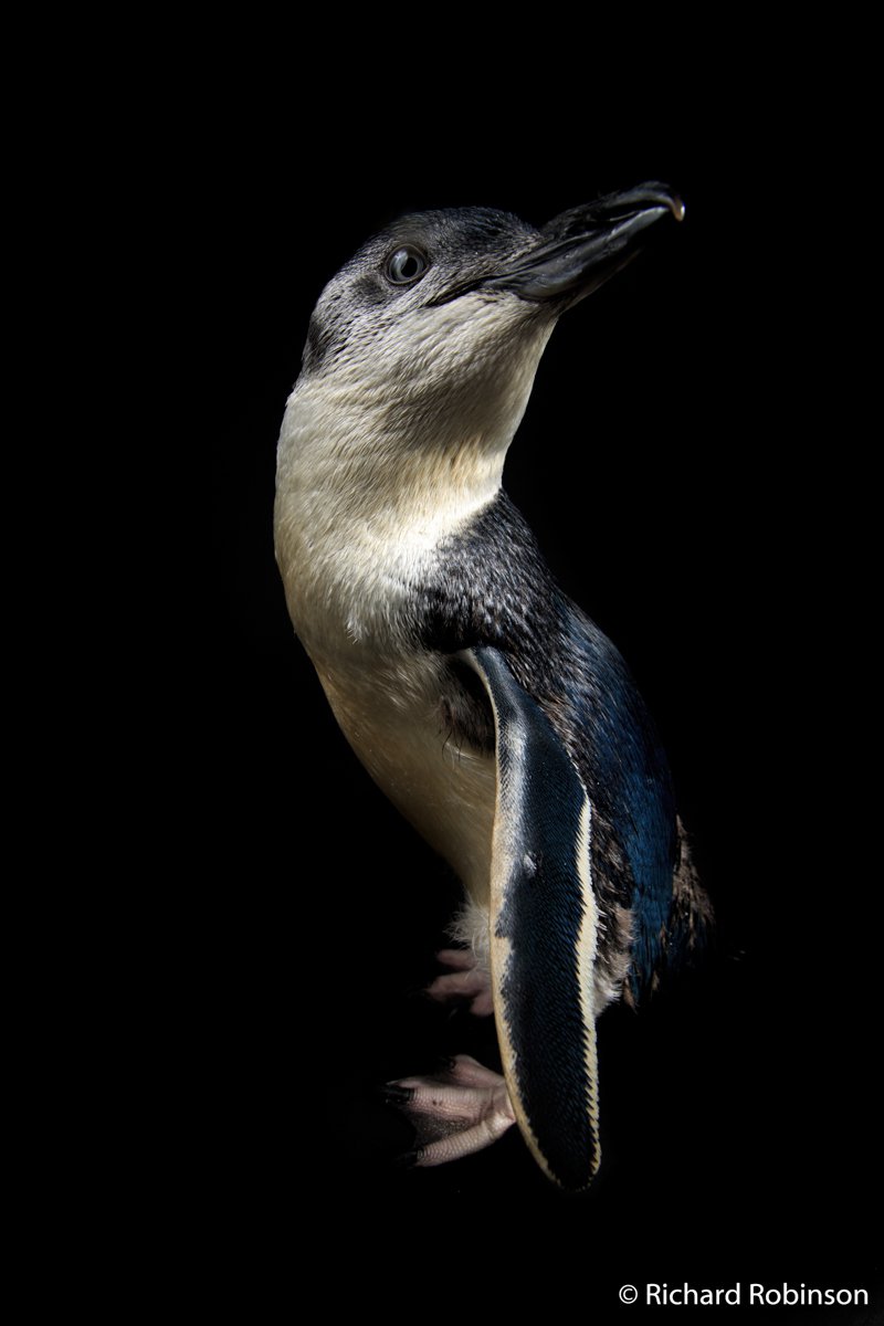 Little blue penguin, Eudyptula minor