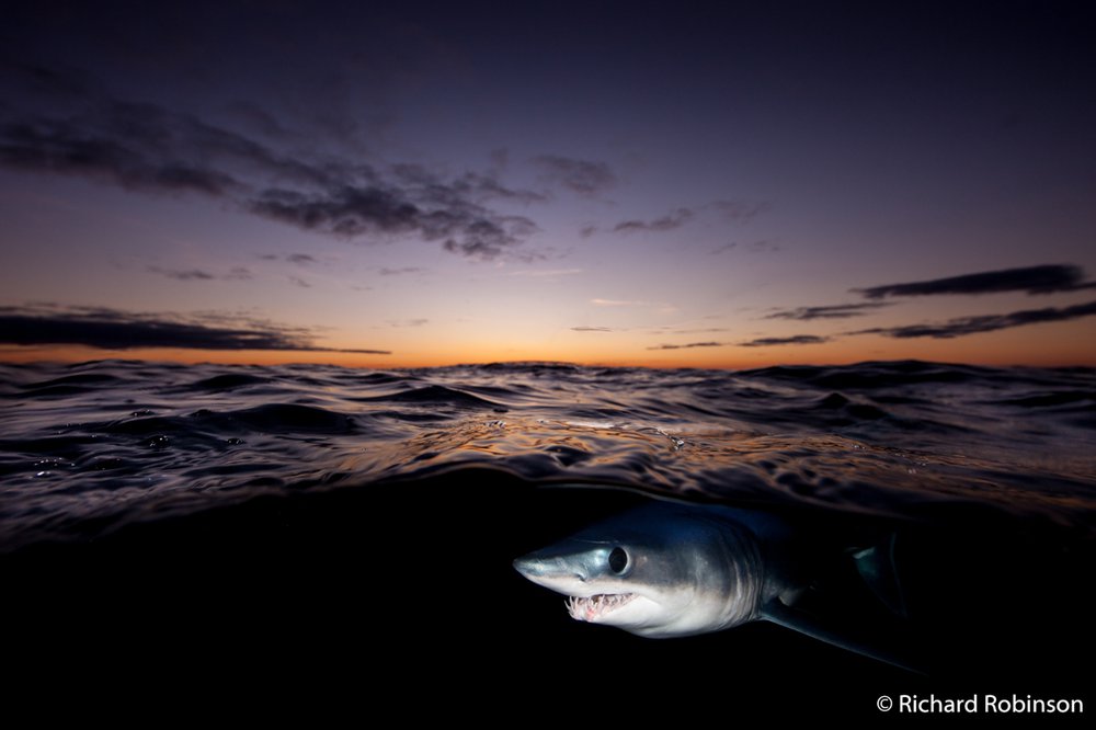 Shortfin mako shark, Isurus oxyrinchus