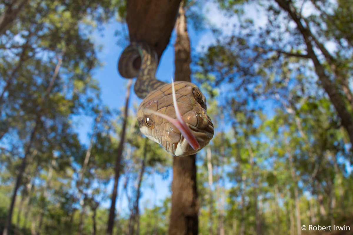 Australian Scrub Python