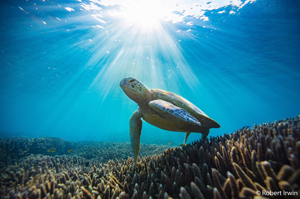 Green sea turtle, Chelonia mydas