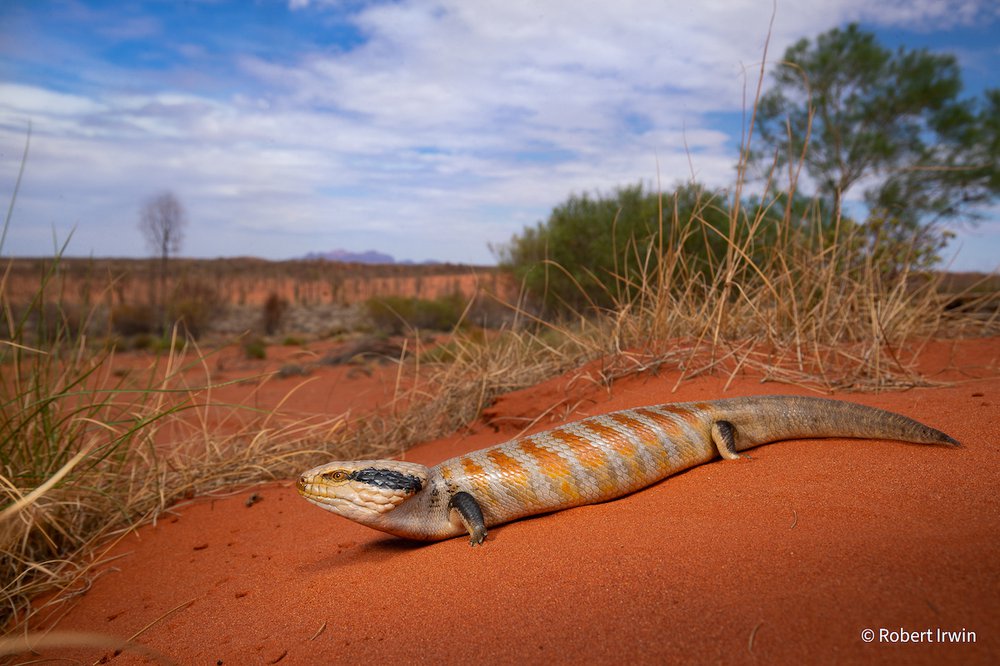 Centralian Blue-Tongue Lizard by Robert Irwin, Queensland