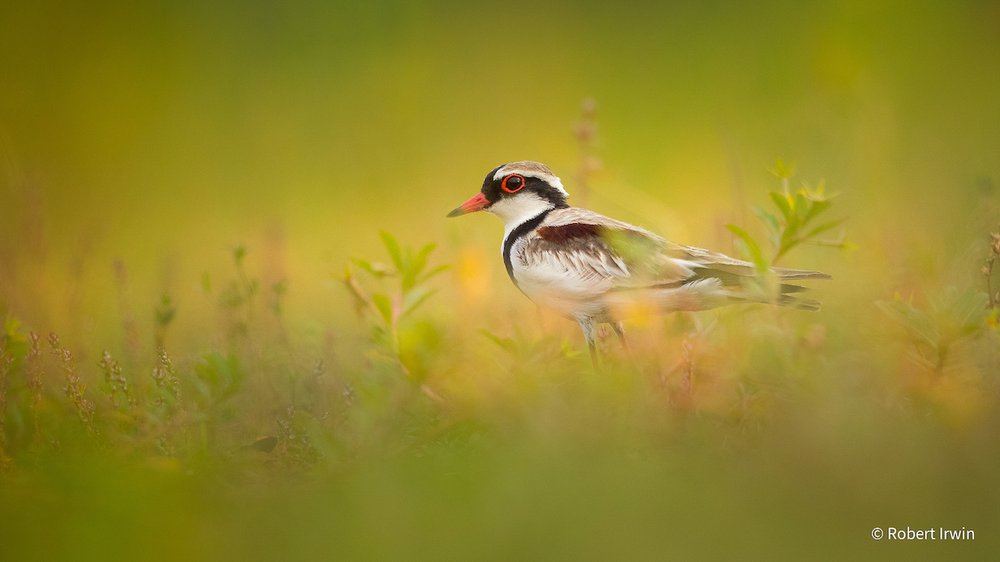 Hidden Dotterel by Robert Irwin, Queensland