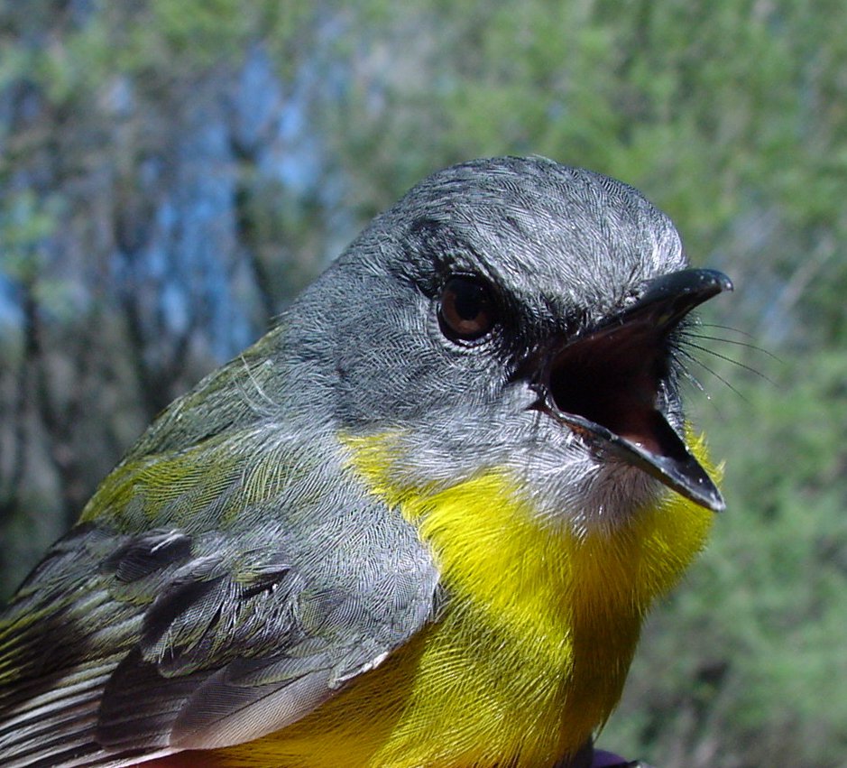 Robins showing their true colours The Australian Museum Blog
