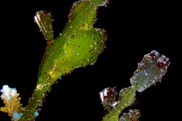 Robust Ghost Pipefish, Solenostomus cyanopterus
