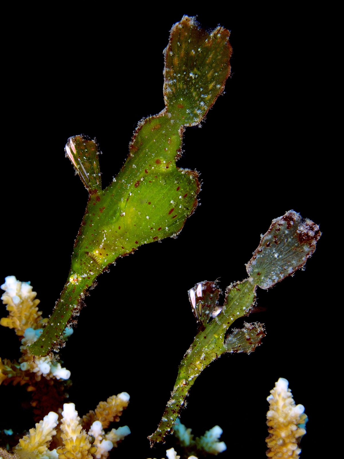 Solenostomidae Ghostpipefishes The Australian Museum