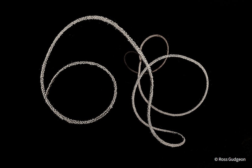 Wire Coral by Ross Gudgeon, Western Australia