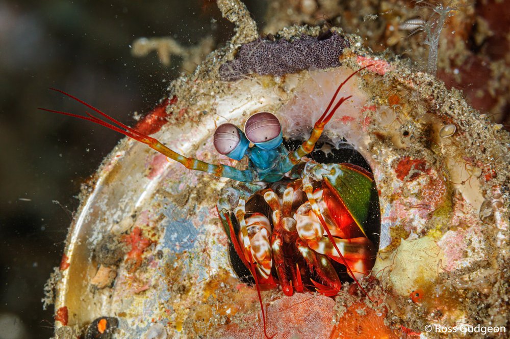 Peacock mantis shrimp, Odontodactylus scyllarus