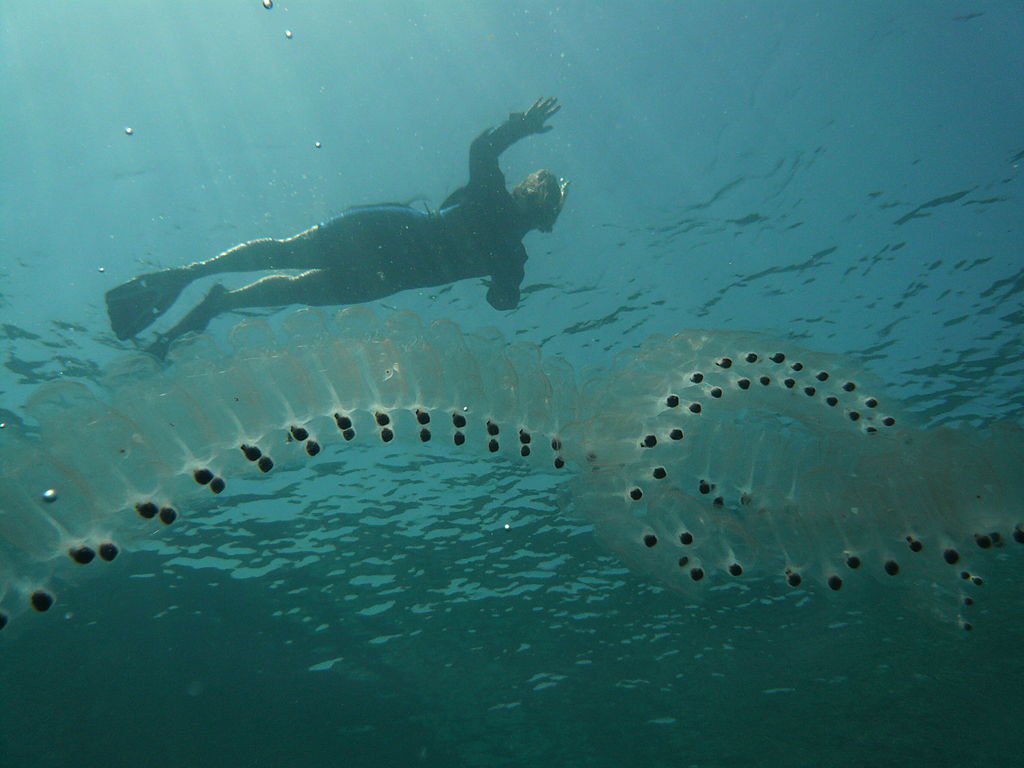 What Is A Salp 