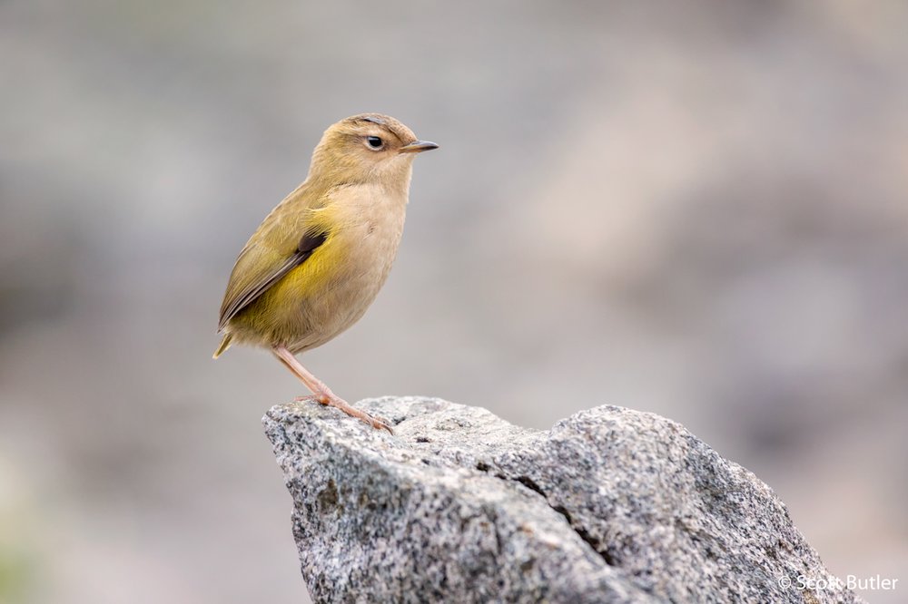 New Zealand rock wren, Xenicus gilviventris