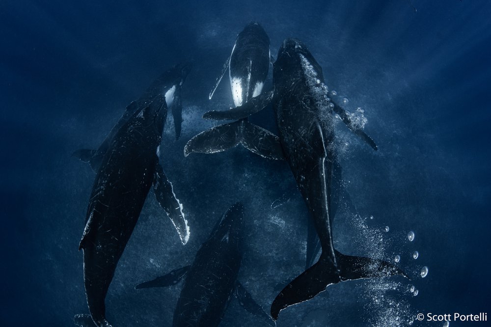 Humpback whales, Megaptera novaeangliae