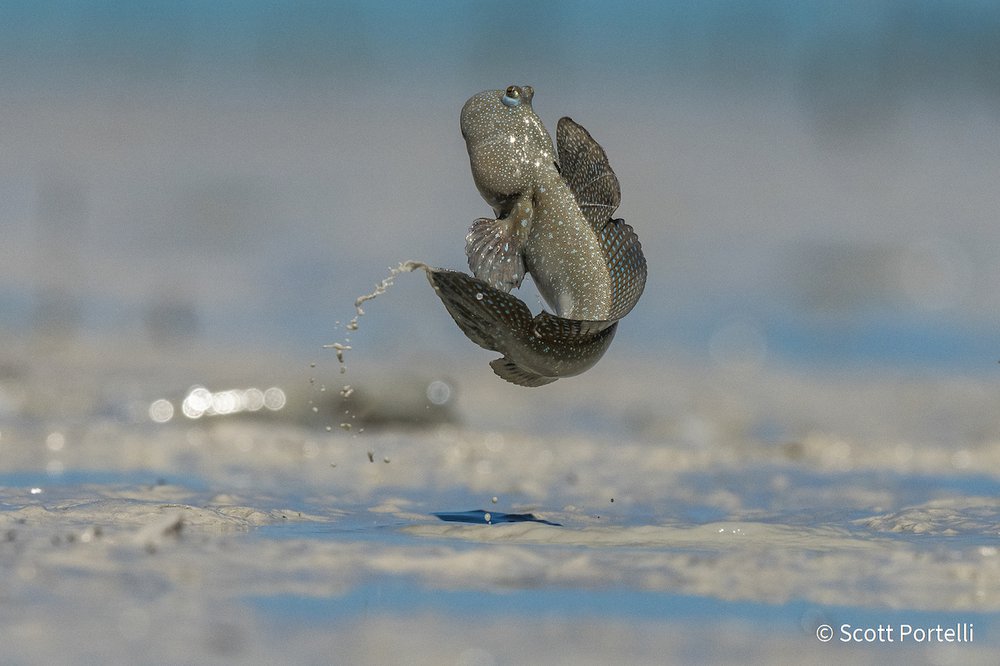 Mudskipper by Scott Portelli, New South Wales