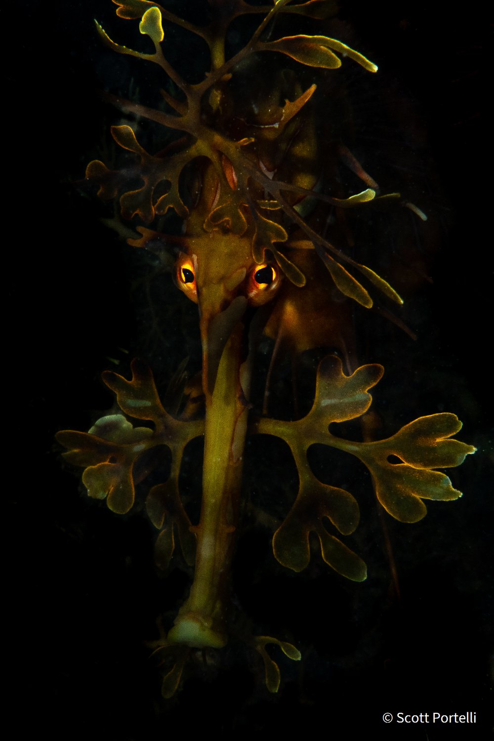 Leafy Night by Scott Portelli, New South Wales