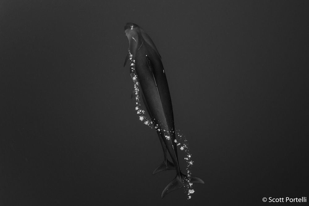 False killer whale, Pseudorca crassidens