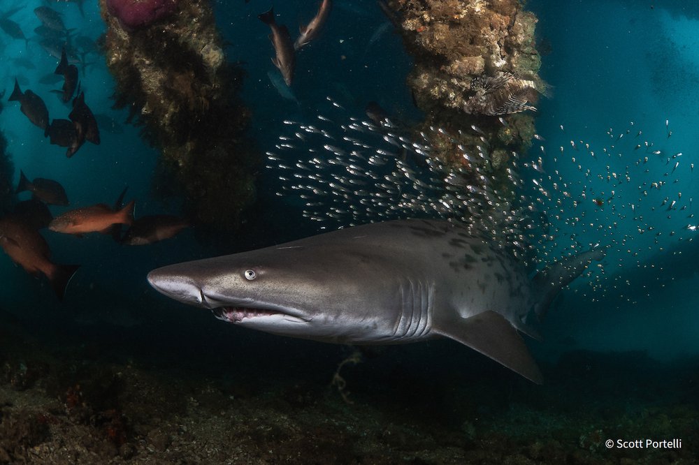 Declining species by Scott Portelli, New South Wales