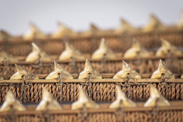 Shark tooth back scratcher from Kiribati