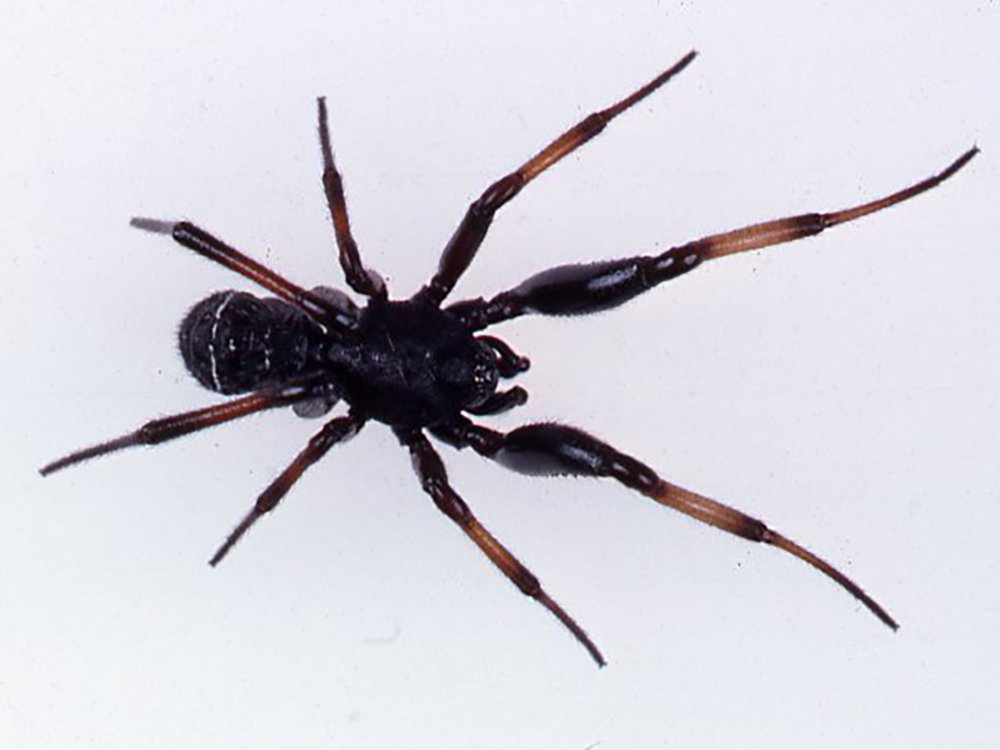 Cupboard Spider Male