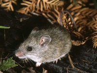 Bush rat