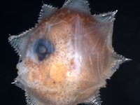Larval Ocean Sunfish, Mola mola